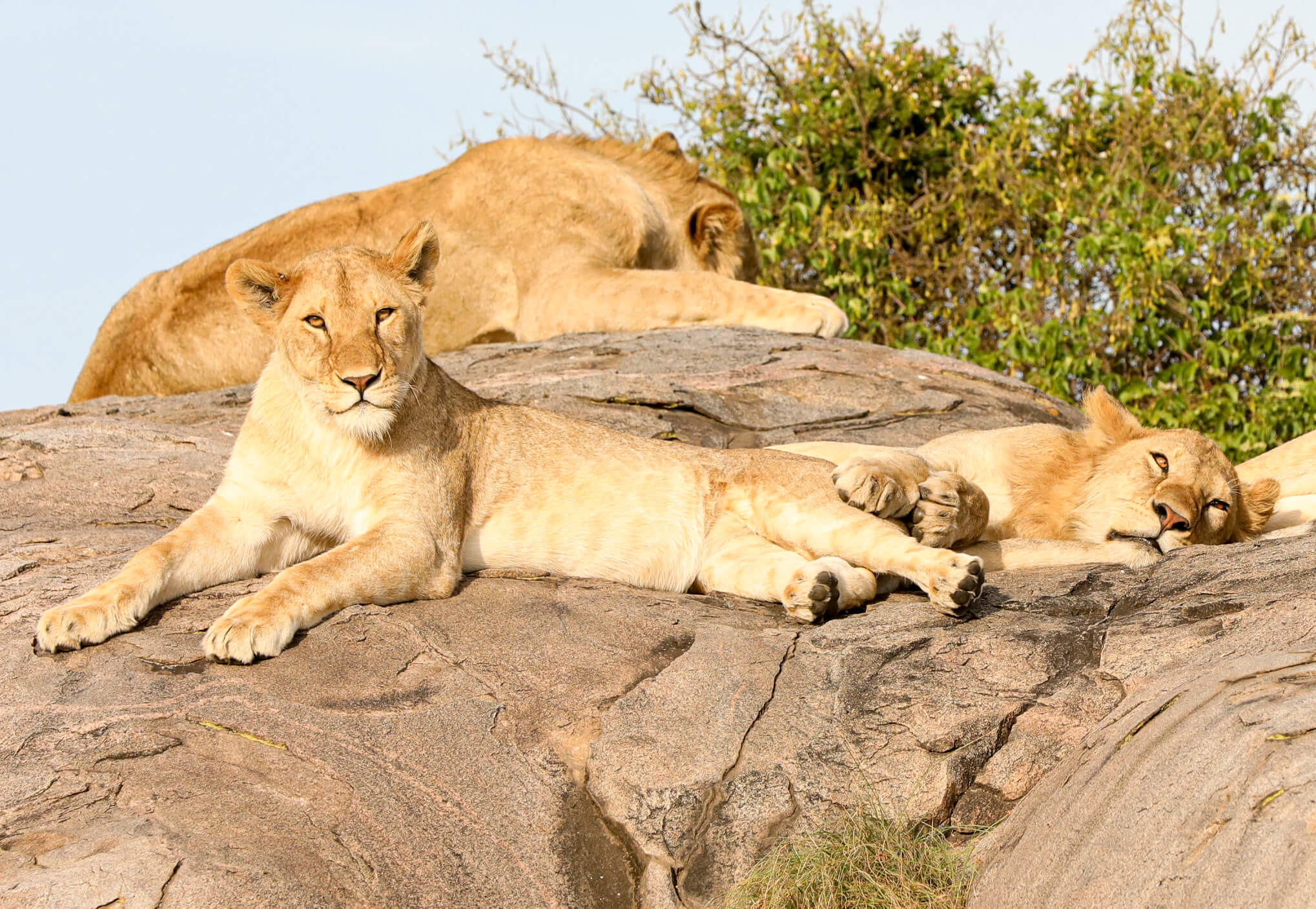 Lions sleeping around on the rocks